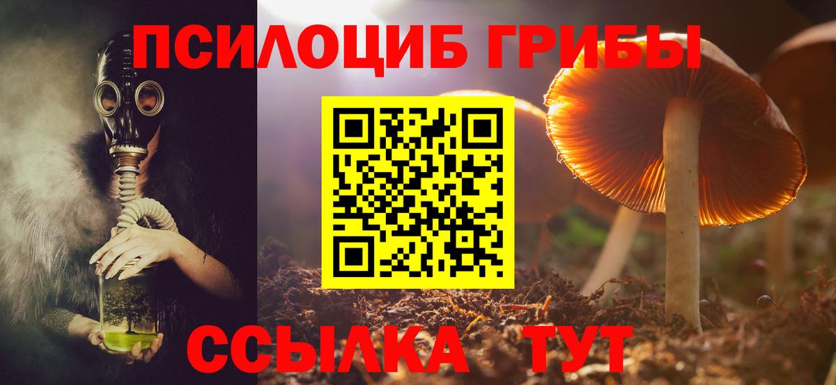Галлюциногенные грибы Psilocybe Сокол